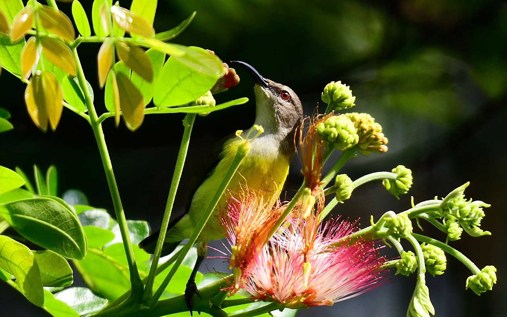 Slide-seychelles-colibri