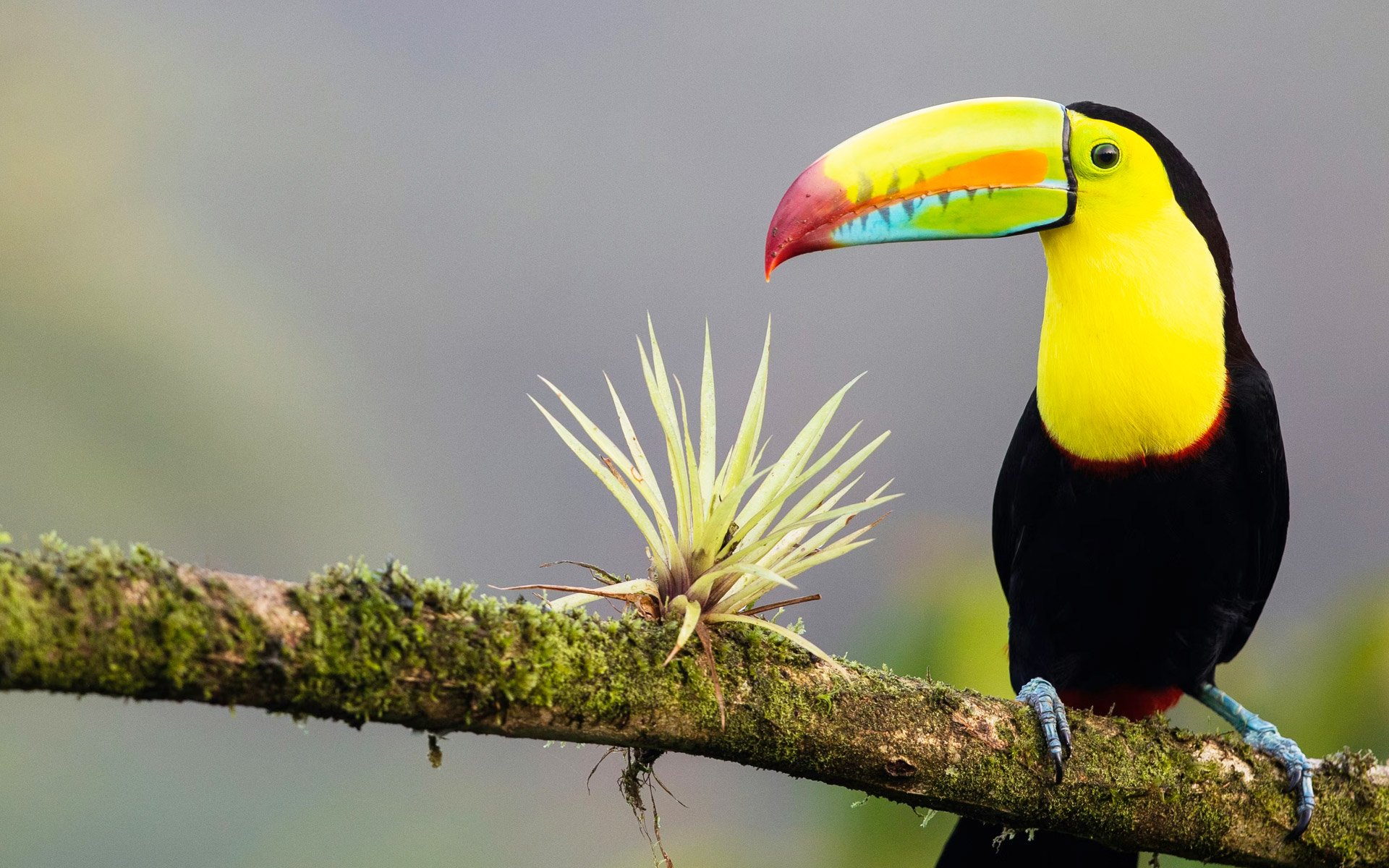 Slides-costa-rica-toucan
