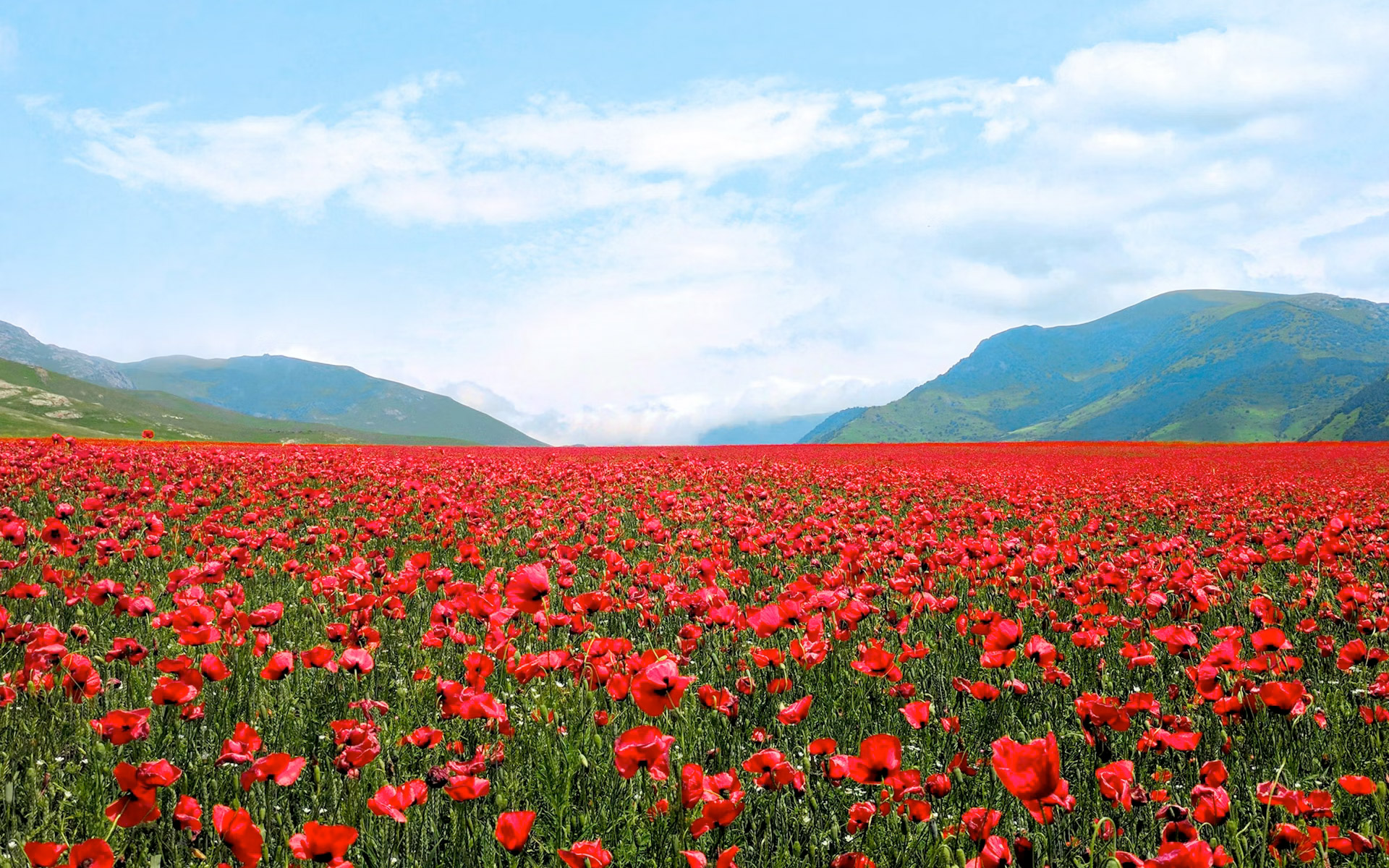 armenie-slide-champ-coquelicot-fleurs