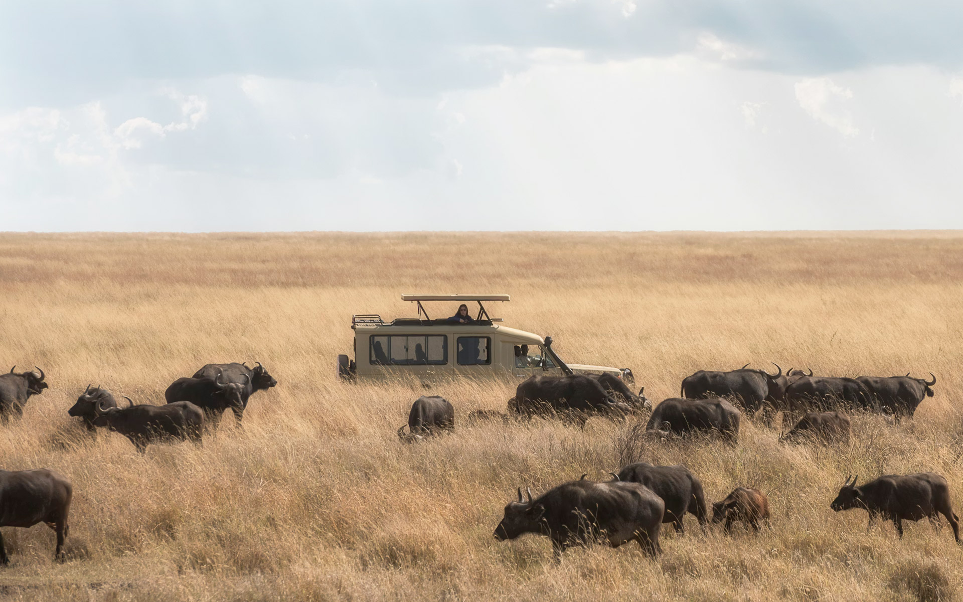 tanzanie-slider_safari-car-buffles