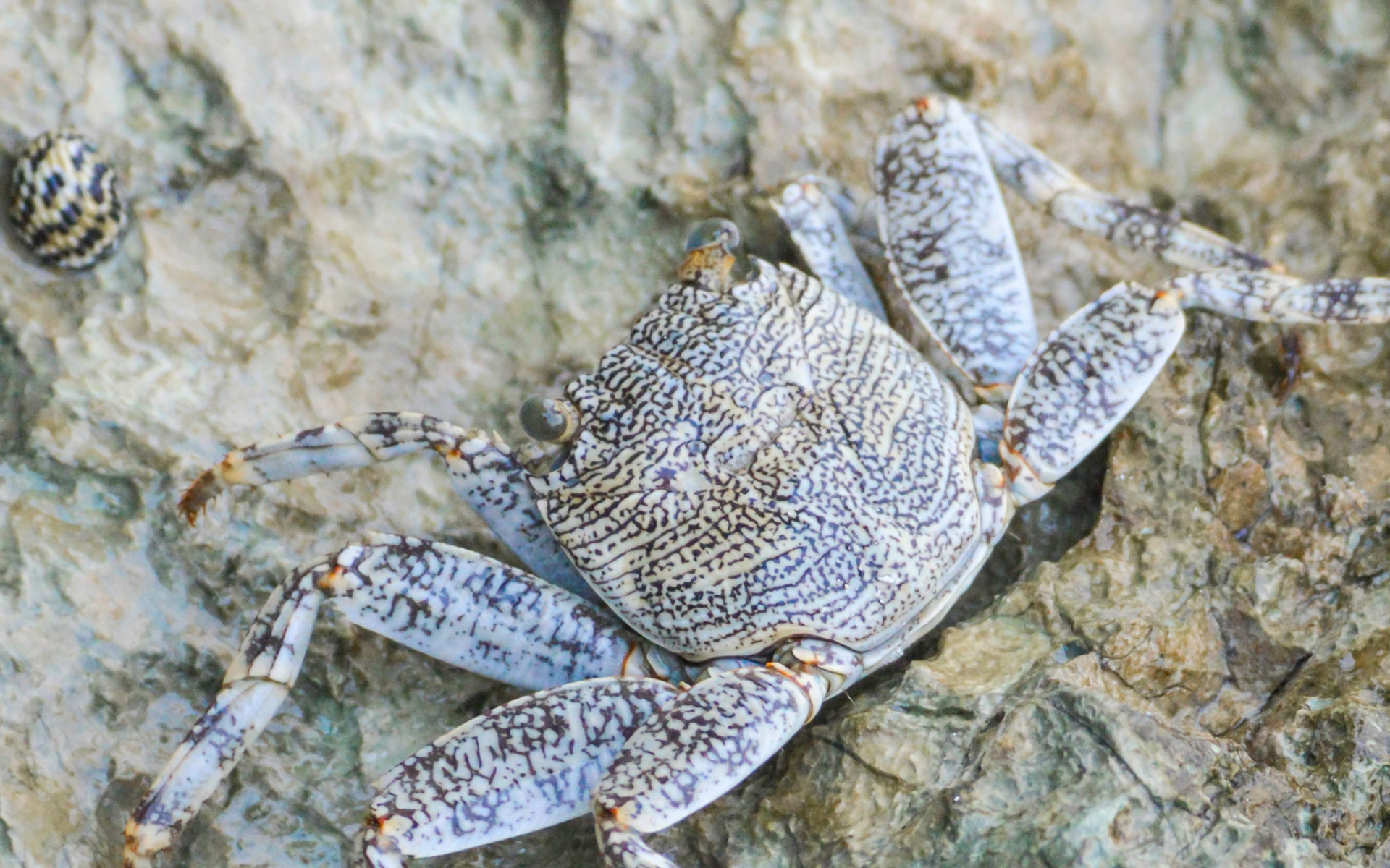 slide-jamaique-crabe