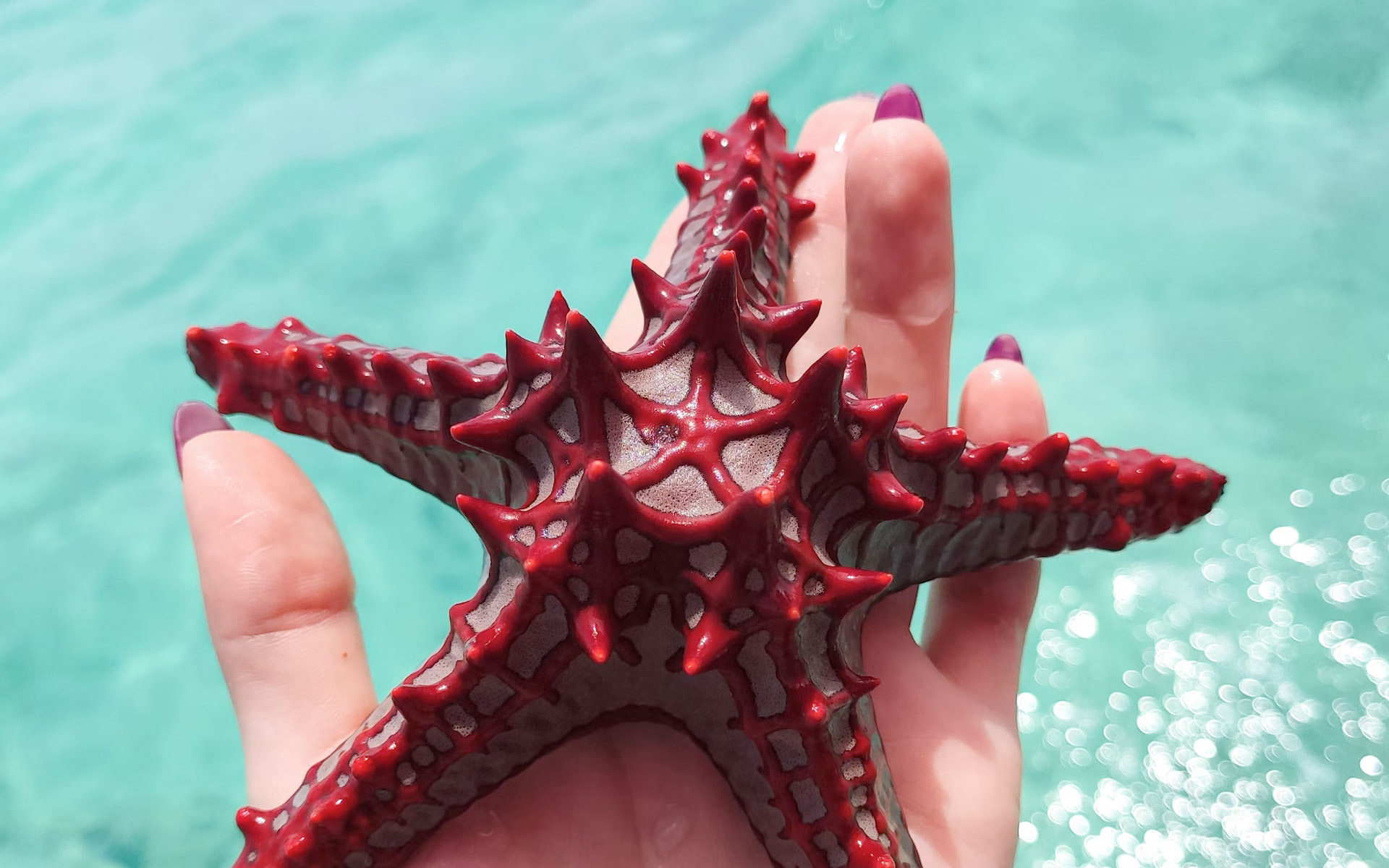 slide-zanzibar-etoile-de-mer