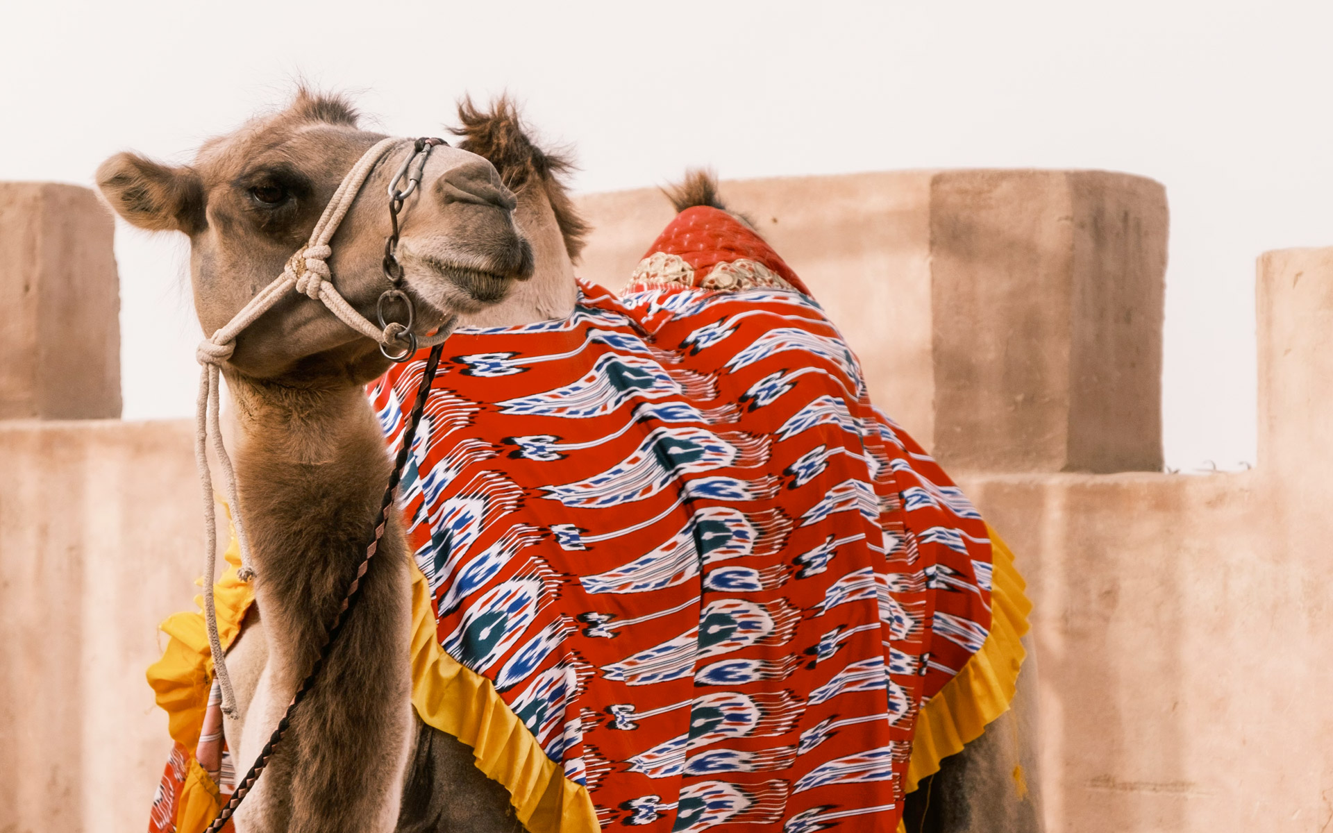 slide-chine-xinjiang-dromadaire
